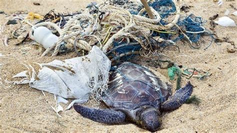 Petition · Saving The Sea Turtles Clean The Environment United
