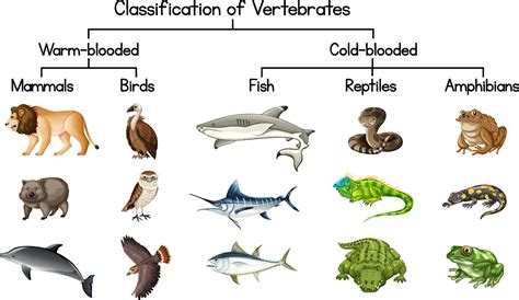 Animales Vertebrados Reptiles Mammals Classification Of Vertebrates