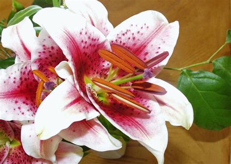 Flowers Poisonous To Cats Lily Are Easter Lily Plants Poisonous To
