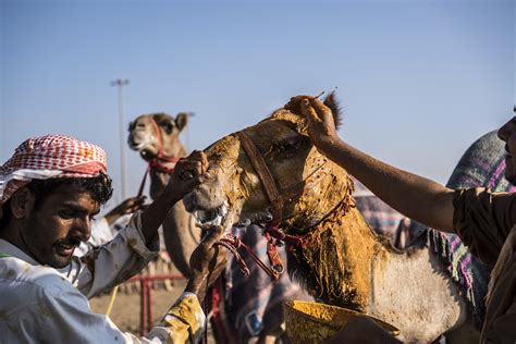 camel racing blends centuries old traditions and modern technology the new york times