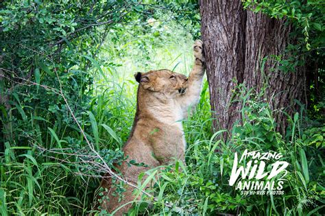 Amazing Wild Animals 2 — Discounted Design