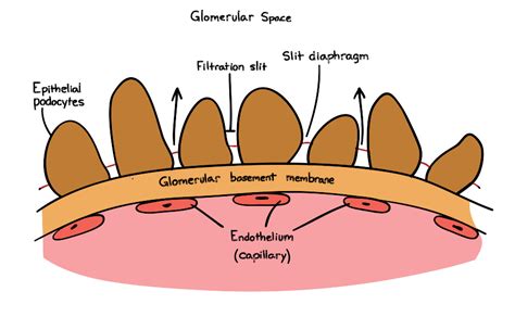 Thin glomerular basement membrane (gbm) has been noted in several glomerular diseases including iga nephropathy, focal segmental tensin2 (tns2) is an essential component for the maintenance of glomerular basement membrane (gbm) structures. Large Molecules Such As Protein Easily Cross The ...