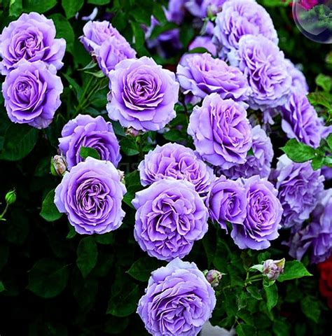 Purple Climbing Rose Hardy Zones 3 9 Violet Double Flowers Etsy Canada