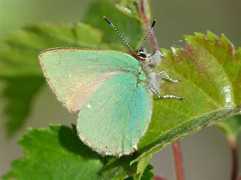 This Is The Only Green British Butterfly And So It Is Unmistakable