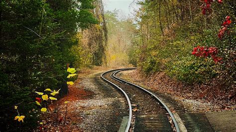Railway Track Between Trees Green Plants With Flowers Scenery Hd Nature