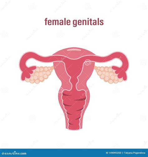 Female Reproductive System Sex Organs Stock Vector Illustration Of