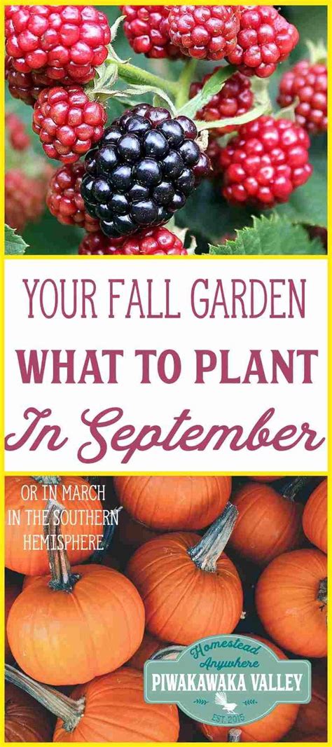 What To Plant In Your Fall Vegetable Garden In September Or March