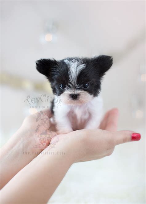 The largest collection of boutique supplies and puppies you will ever see! TeaCups Puppies Miki Breed Available | Teacups, Puppies & Boutique | Teacup puppies, Teacup ...