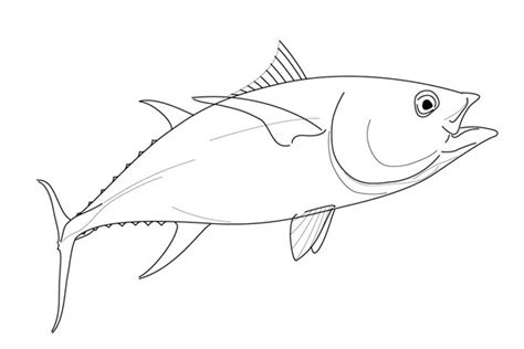 Drawing Of A Yellowfin Tuna On Behance
