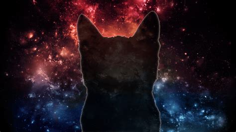 Galaxy Cat Wallpapers Top Free Galaxy Cat Backgrounds