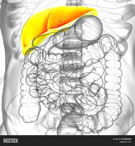 Liver 3d Illustration Image And Photo Free Trial Bigstock