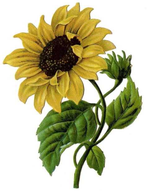Vintage Graphic Beautiful Sunflower The Graphics Fairy