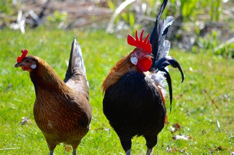 Domesticated Chickens Have Smaller Brains