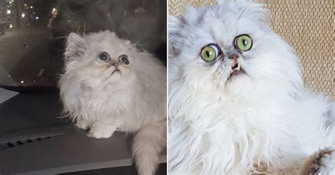 The internet fell in love with the scraggly white cat when comedian michael rapaport posted a video of the cat on instagram. Catch the Stunning Funny Looking Cat Memes - Hilarious ...