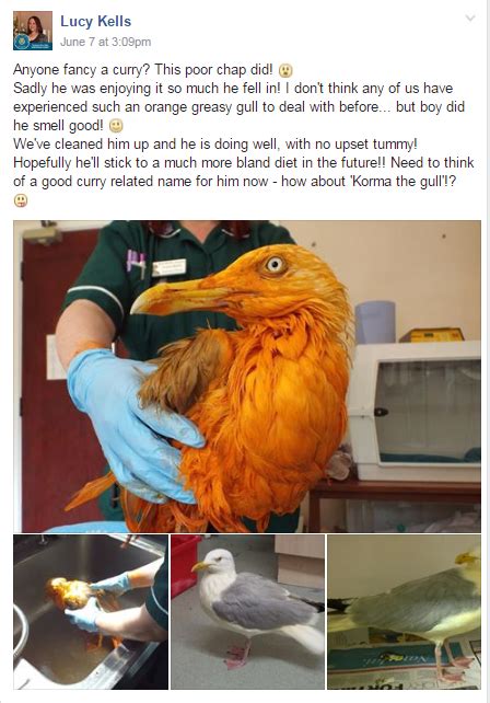 Curried Seagull Inspires Puns After Slip Into Food Factory Pot Wink News