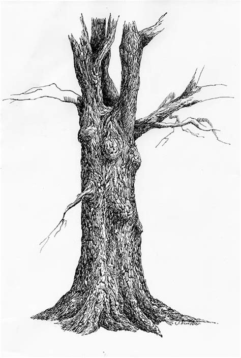 Tree Pen And Ink Drawing Steps