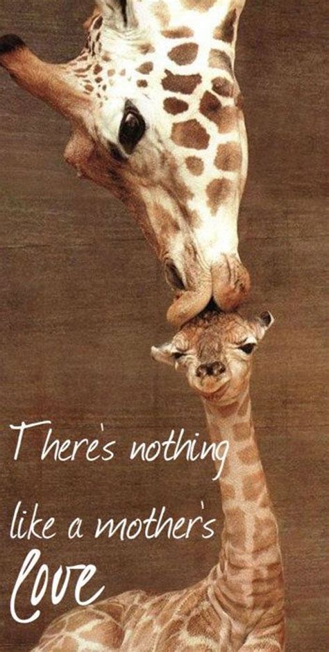 Mother Quotes 5 Happy Mothers Day Wallpaper Animal Pictures Cute