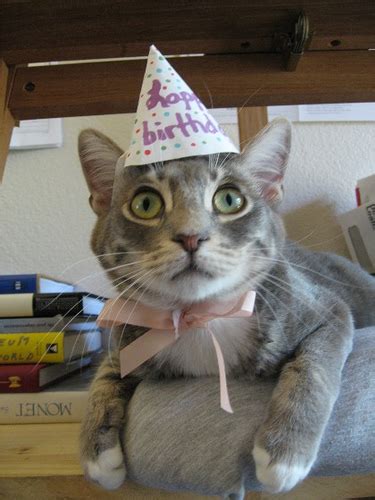 Its Ok To Have An Opinion Cats In Birthday Hats