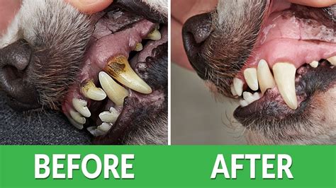 How To Fix Bad Dog Breath Ultimate Pet Nutrition Dog Health Tips