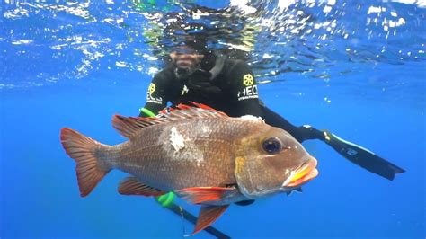 Spearfishing In Hawaii An Ultimate Guide