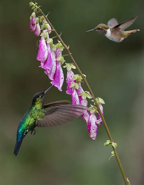 Hummingbirds In Flight Focusing On Wildlife