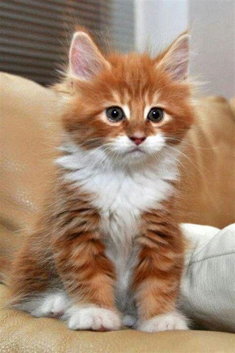 Search through thousands of sphynx cats adverts in the usa and europe at animalssale.com. Ginger Maine Coon Kittens For Sale Near Me