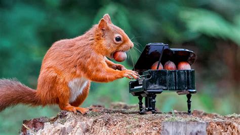 I have yet to weigh a squirrel before and after dressing, but i'd guess they dress out to about 60% of live weight. Red squirrel caught 'playing' a grand piano in Scottish ...