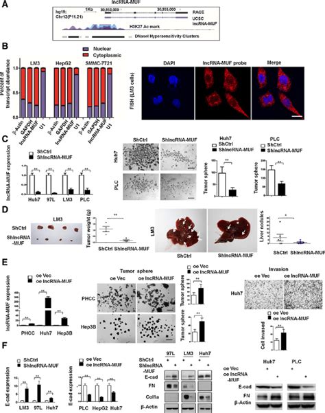 Lncrna Muf Is Required For Tumor Sphere Formation And The Emt Process
