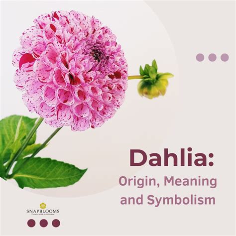 Dahlia Origin Meaning And Symbolism Snapblooms Blogs