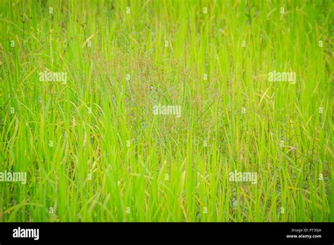 Leaves Of The Green Rice Tree Background In The Organic Rice Fields