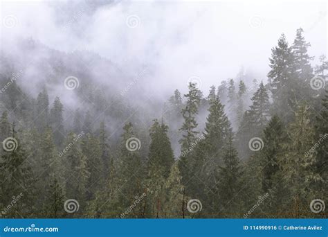 Foggy Oregon Forest Stock Photo Image Of Copy Mysterious 114990916