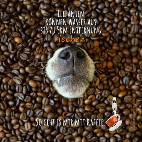 Kann mir bitte mal jemand das wasser reichen? Elefanten können Wasser aus bis zu 5km Entfernung riechen ...