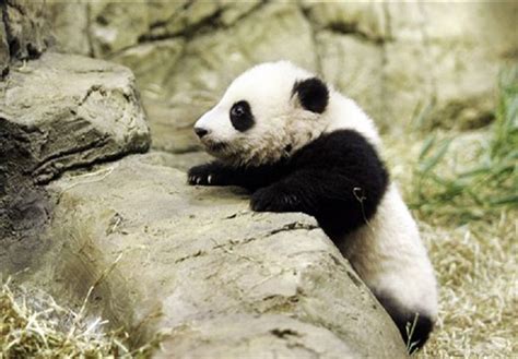 🔥 47 Baby Pandas Wallpaper Wallpapersafari