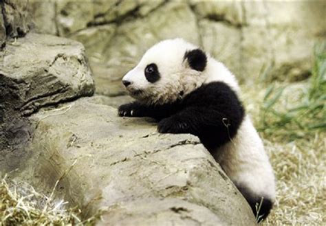 Baby Panda Bear Wallpaper Wallpapersafari