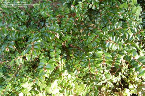 Evergreen Huckleberry Evergreen Huckleberry Plants Evergreen