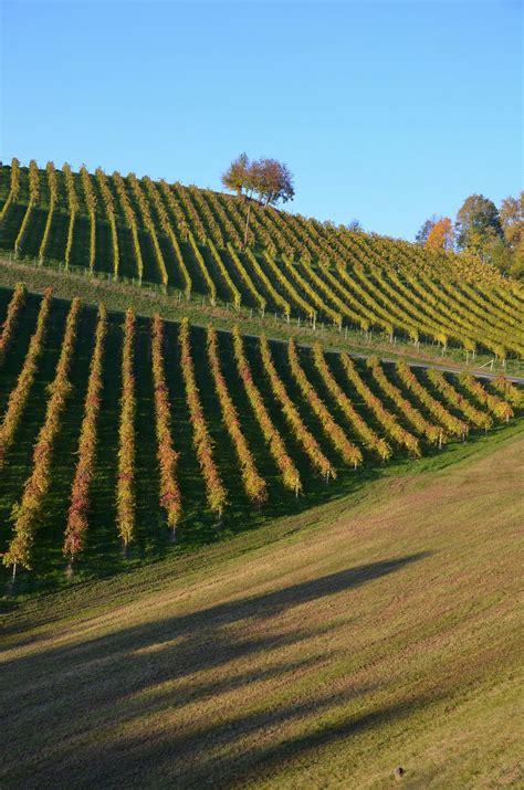 Images Gratuites Paysage Vigne Vignoble Du Vin Champ Prairie