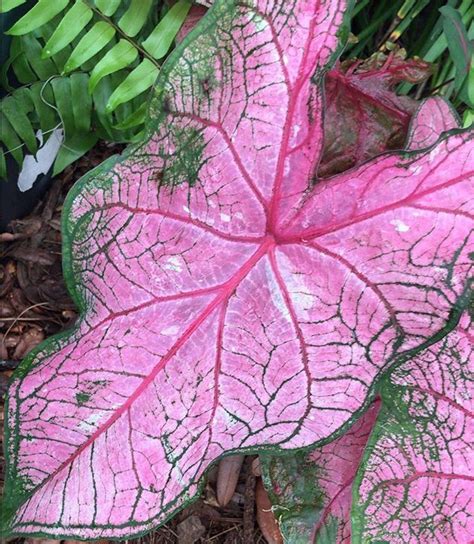 Pink Leaves Pink Leaves Pretty In Pink Plants Plant Planets