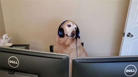 Funny Dog Working His Remote Computer Job At Home English Cream