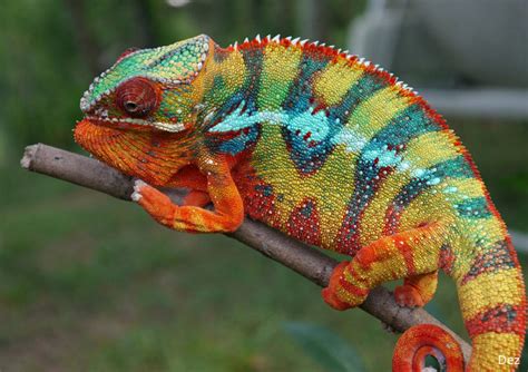 Panther Chameleon Facts Habitat Diet Life Cycle Baby Pictures