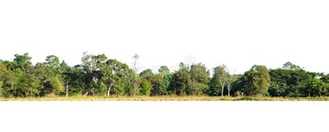 Panorama View Of A High Definition Tree Line Stock Photo Image Of