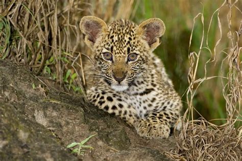 Baby Leopard 15 Incredible Facts About An Adorable Young Predator