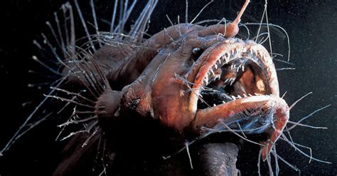 The Creepy Anglerfish Comes To Light Just Dont Get Too Close One