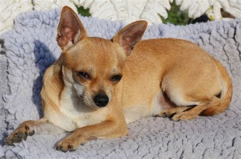 Teacup Chihuahua 8 Facts About This Dog Chihuahua Breeds Teacup