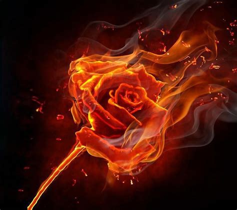 Fire Or Flower Rose On Fire Burning Rose Burning Flowers