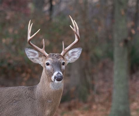 Deer Archery Season Opens September 26 The Lynchburg Times