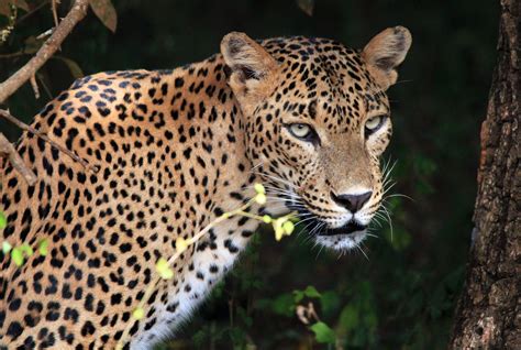 Encounter These 10 Animals In Sri Lanka Dynamic Lives
