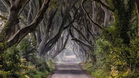 Storm Isha Brings Down Dark Hedges Trees Made Famous In Game Of