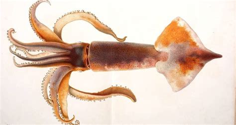Aside from being a plentiful source of low grade being mostly tentacle, the giant squid has a variety of ways in which it may be depicted on screen. Divers Find Giant Squid Egg Sac In Norway's Deep Sea