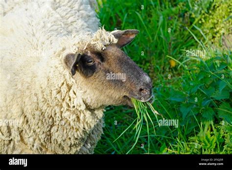 Close Up Of Grazing Sheep Animal With Green Grass In Its Mouth