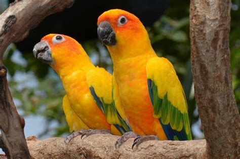 The World S Most Beautiful And Exotic Birds